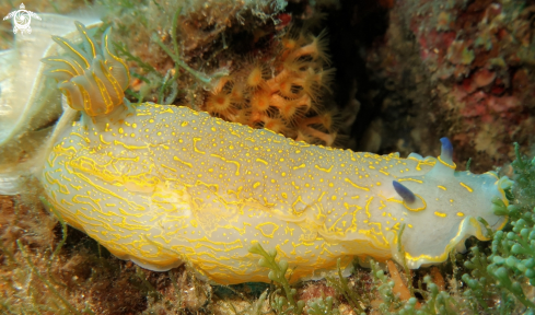 A HIPSELODORIS ELEGANS | doride giallo