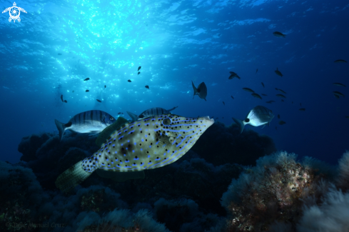 A Scribbled Leatherjacket Filefish