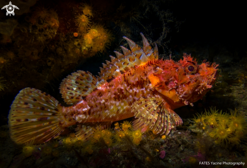 A Red lionfish