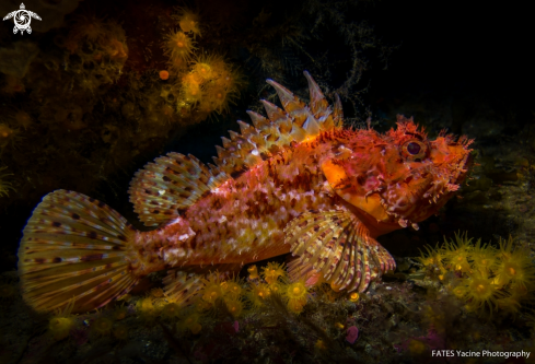 A Scorpaena scrofa | Linnaeus, 1758 | Red lionfish