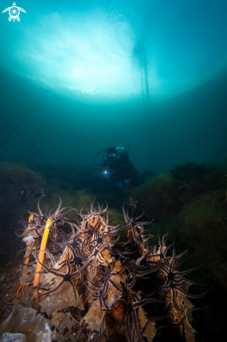 A Brittle stars