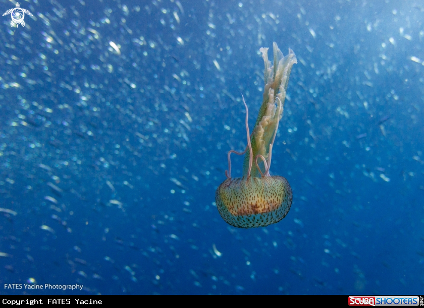 A Jellyfish 