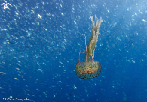 A Jellyfish 