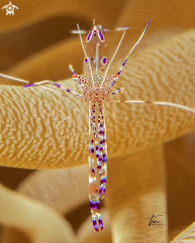 A Yucatan Cleaner Shrimp