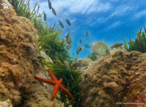 A Sar, starfish, posidonia ...