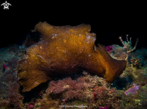 A Sea ​​hare