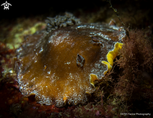 A Platydoris argo | (Linnaeus, 1767) | DORIS ARGO