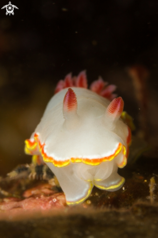 A Diosas de puntas rojas nudi