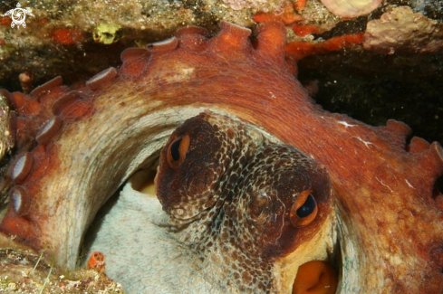 A Octopus vulgaris | Polpo