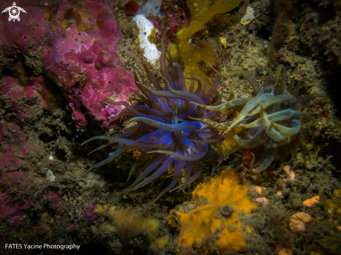 A Cerianthus membranaceus | (Spallanzani, 1784) | CÉRIANTHE