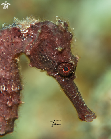 A Hippocampus reidi | Longsnout Seahorse 