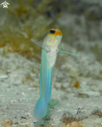 A Opistognathus aurifrons | Yellowhead Jawfish