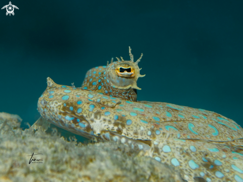 A Bothus lunatus | Peacock Flounder