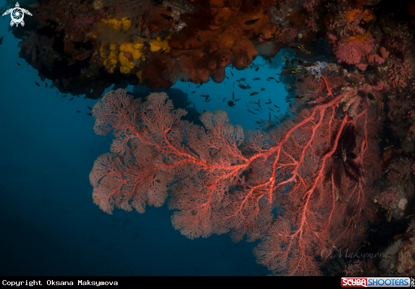 A Amazing underwater world of Raja Ampat