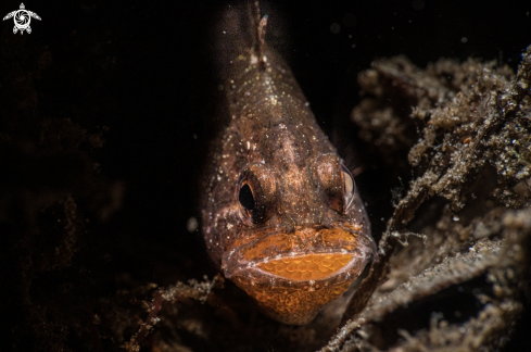 Cardinalfish