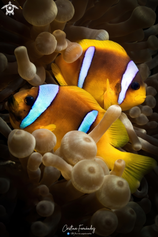 A Amphiprion bicinctus | Clownfish
