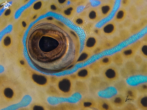 A Scribbled Filefish