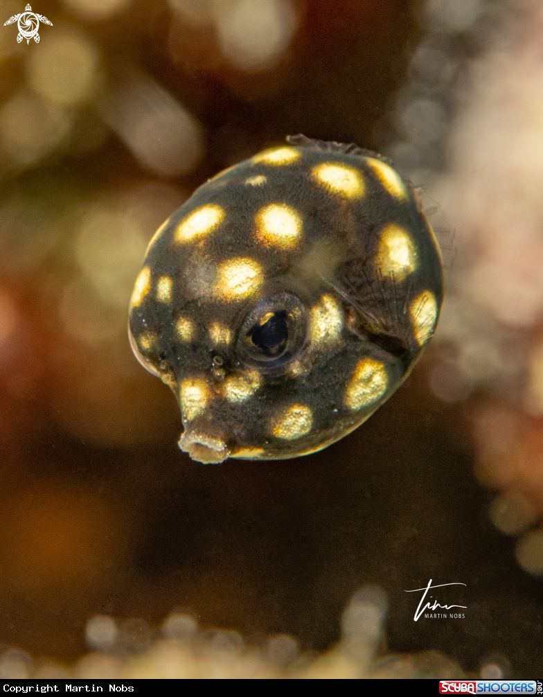 A Smooth Trunkfish 
