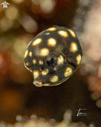 A Lactophrys triqueter | Smooth Trunkfish 