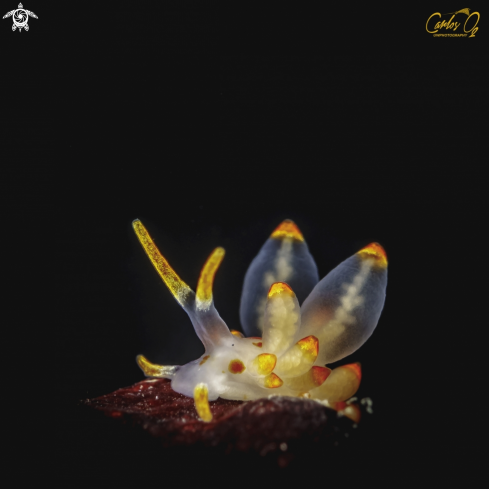 A Nudibranch