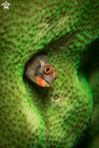 A Tube blenny