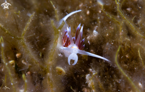 A Cratena peregrina | Cratena peregrina