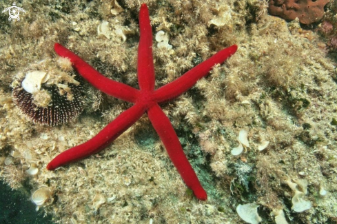 A Stella serpentina rossa