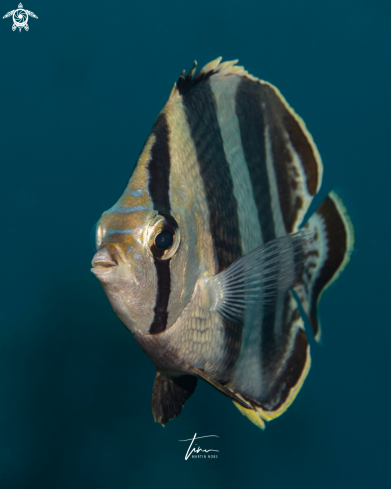 A Banded Butterflyfish