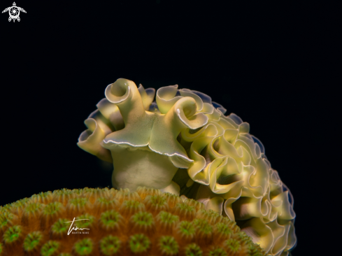 A Elysia crispata | Lettuce Sea Slug