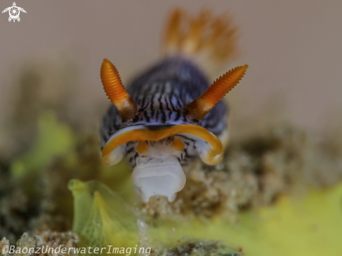 A Chromodoris burni | Chromodoris burni