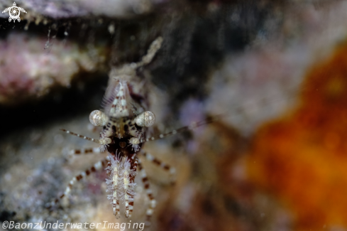 A Saron marmoratus | Marbled shrimp