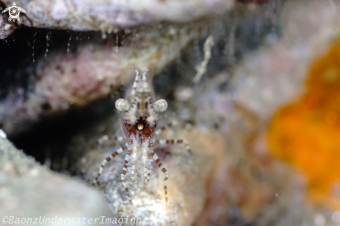 A Marbled shrimp