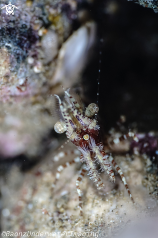 A Saron marmoratus | Marbled shrimp