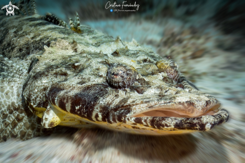 A  Papilloculiceps longiceps |  Crocodilefish  