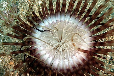 A Pachycerianthus solitarius | Cerianto solitario