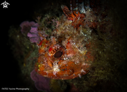 A red lionfish