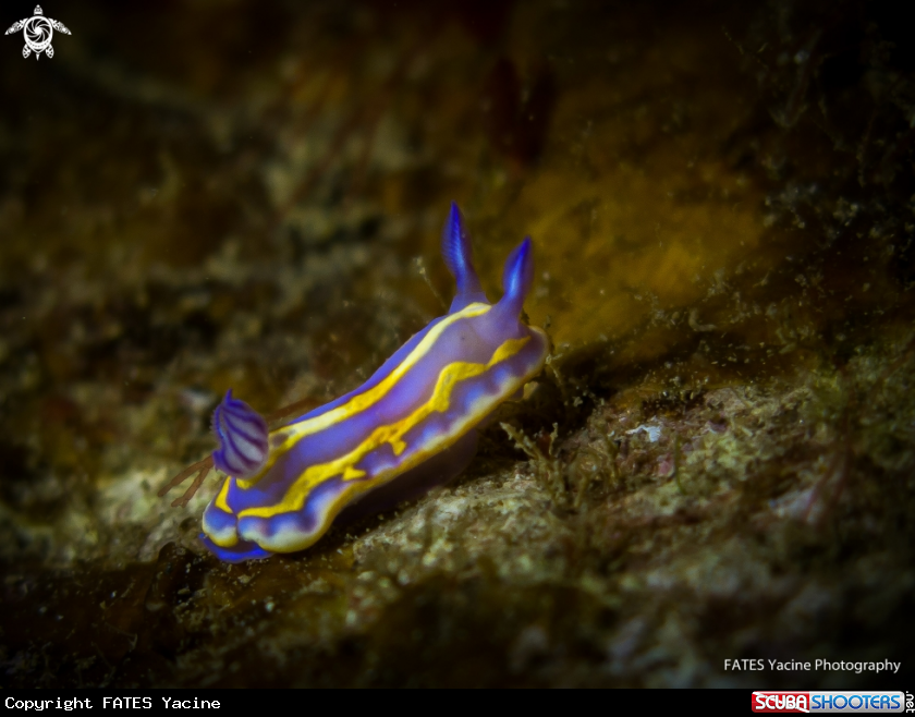 A Brito's sea slug (Felimida binza)