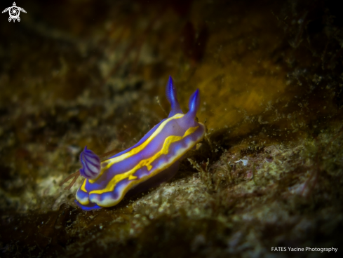 A Brito's sea slug (Felimida binza)