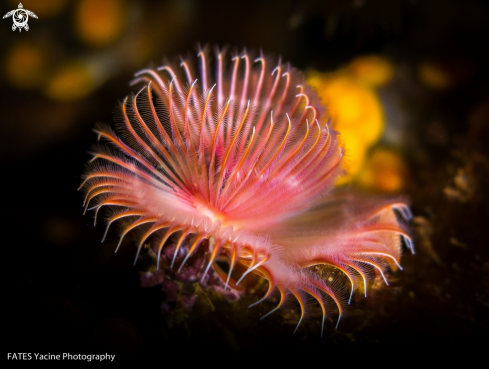 A Serpula vermicularis | Linnaeus, 1767 | SERPULE