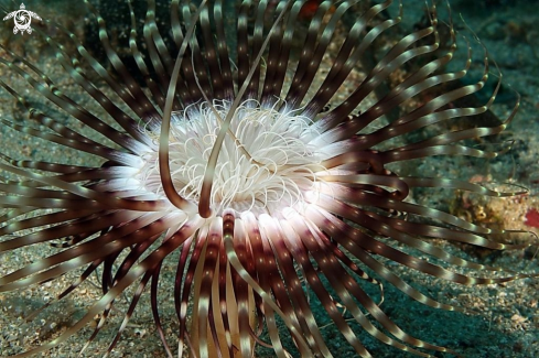 A Pachycerianthus solitarius | Cerianto solitario