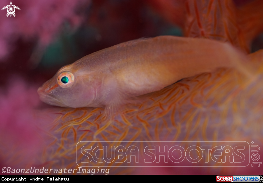 A Ghost Goby