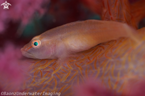 A Ghost Goby