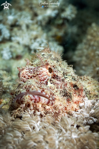 A Scorpion fish