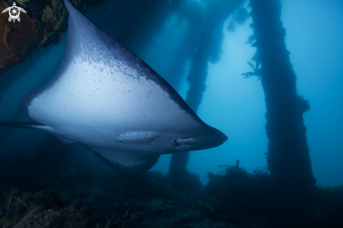 A Sting Ray