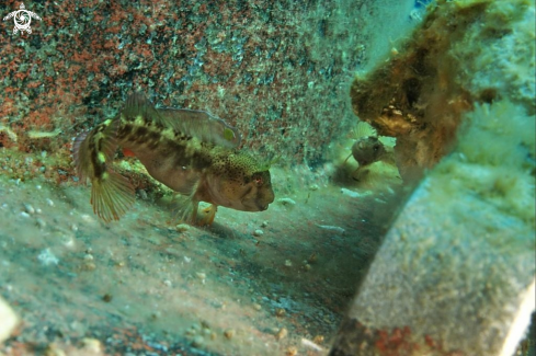 A Blennide