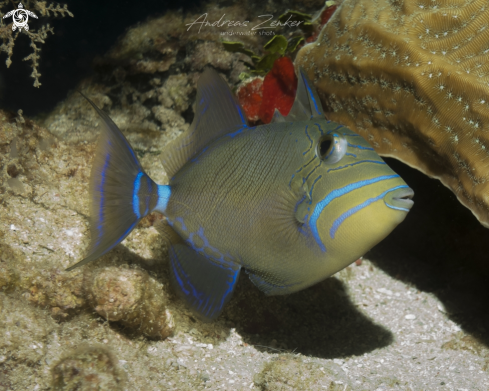 A Queen triggerfish