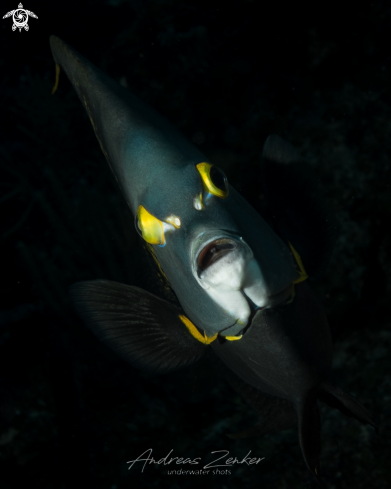 A Gray Angelfish