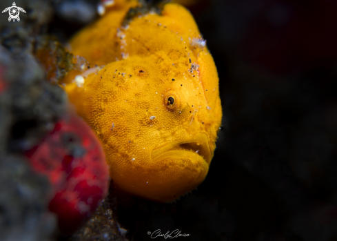 A Antennarius pictus | Painted Frogfish