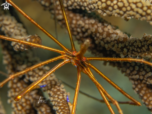 A Arrow Crab