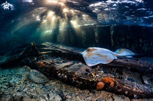 A Cow Tail Rays